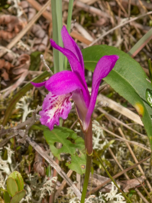 Arethusa bulbosa (Dragon's Mouth orchid)