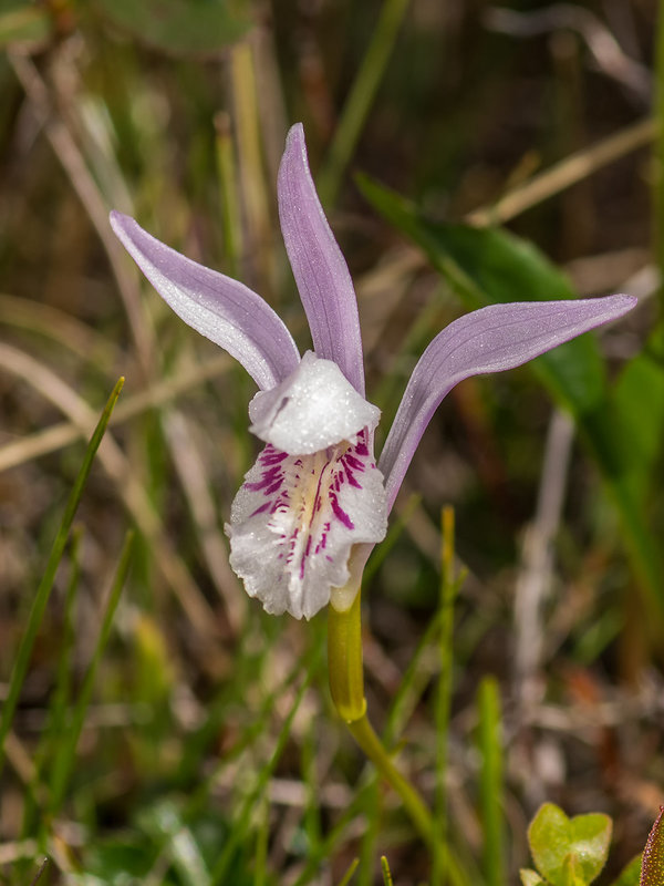 Arethusa bulbosa (Dragon's Mouth orchid)