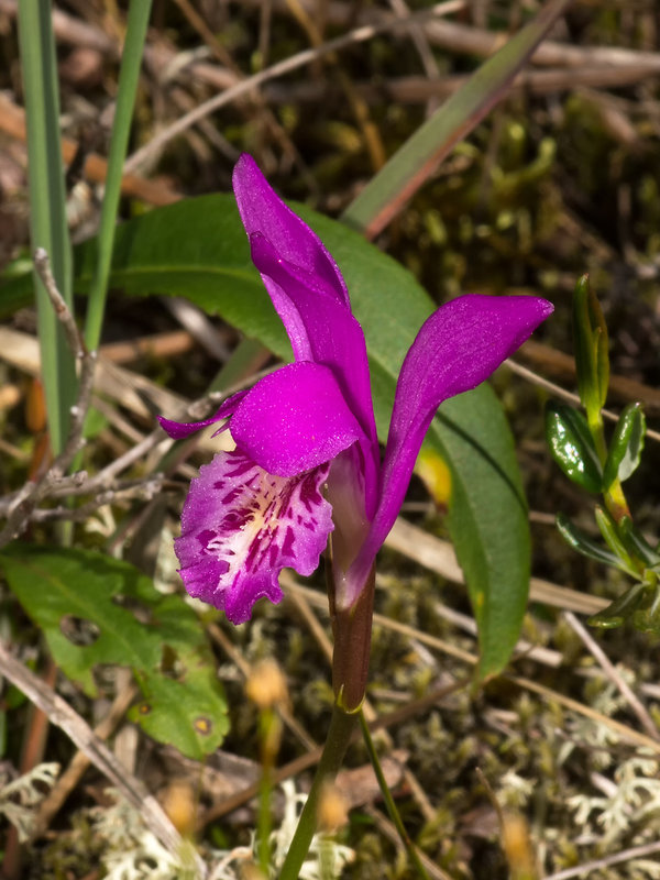 Arethusa bulbosa (Dragon's Mouth orchid)