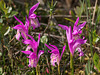 Arethusa bulbosa (Dragon's Mouth orchid)