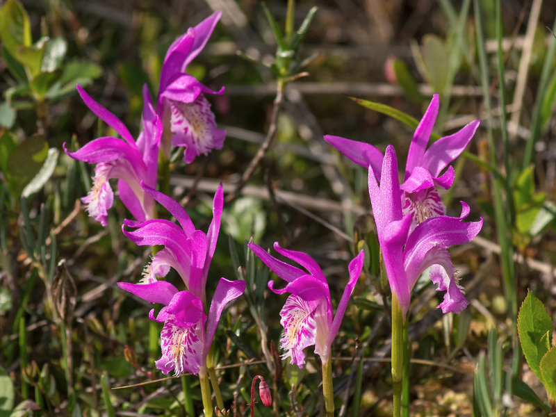 Arethusa bulbosa (Dragon's Mouth orchid)