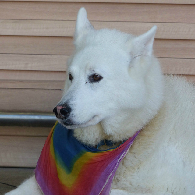 Dog With Rainbow Scarf (2) - 22 January 2014