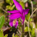 Arethusa bulbosa (Dragon's Mouth orchid)