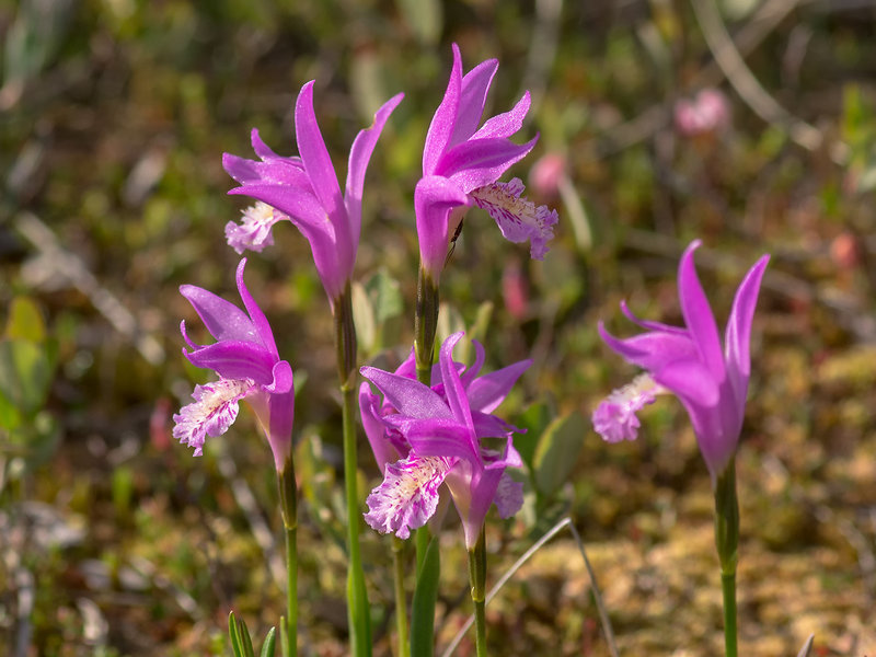 Arethusa bulbosa (Dragon's Mouth orchid)
