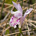 Arethusa bulbosa (Dragon's Mouth orchid)