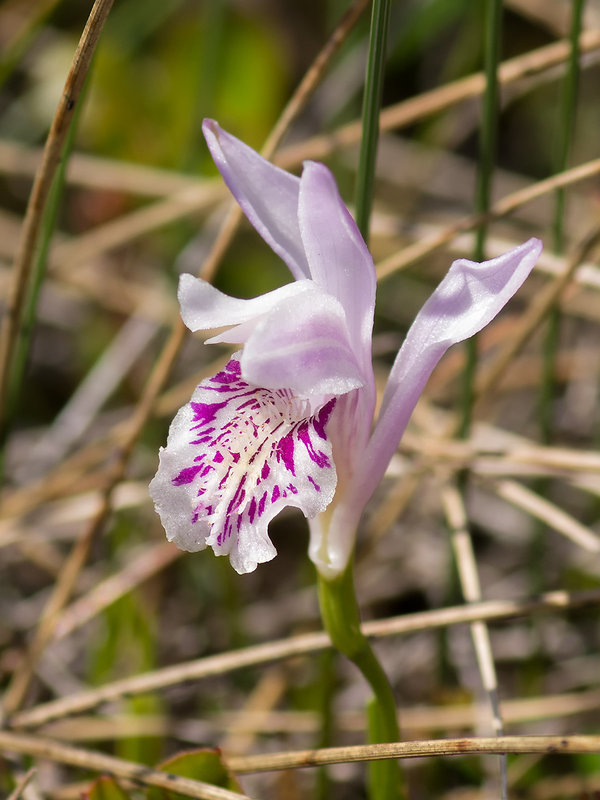 Arethusa bulbosa (Dragon's Mouth orchid)