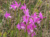 Arethusa bulbosa (Dragon's Mouth orchid)
