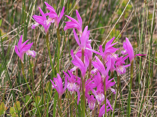 Arethusa bulbosa (Dragon's Mouth orchid)