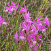 Arethusa bulbosa (Dragon's Mouth orchid)