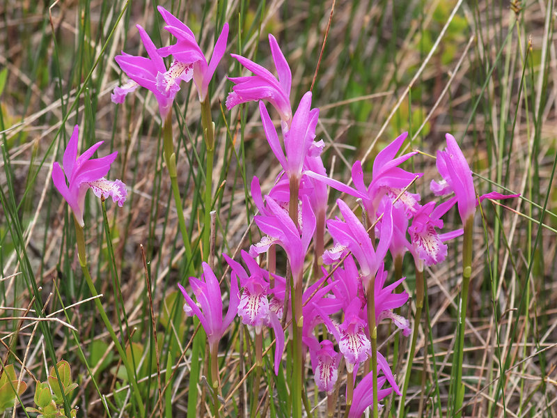 Arethusa bulbosa (Dragon's Mouth orchid)
