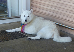 Dog With Rainbow Scarf (4) - 22 January 2014