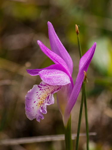 Arethusa bulbosa (Dragon's Mouth orchid)