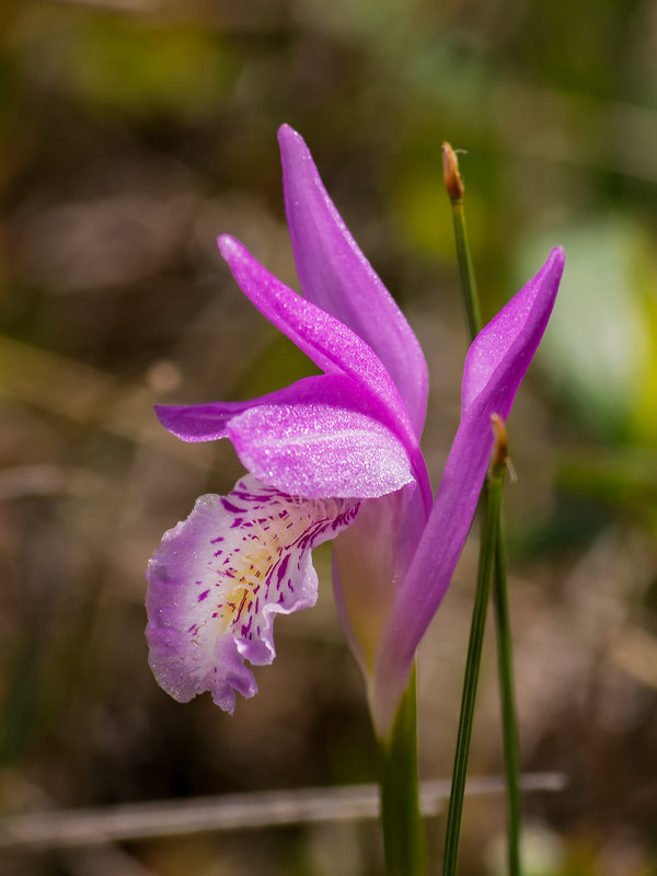 Arethusa bulbosa (Dragon's Mouth orchid)