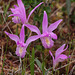 Arethusa bulbosa (Dragon's Mouth orchid)