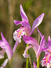 Arethusa bulbosa (Dragon's Mouth orchid)