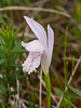 Arethusa bulbosa forma subcaerulea (Dragon's Mouth ochid - lavender form)