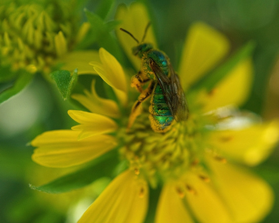 Halictid Bee (Agapostemon texanus female) on Sunflower