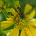 Halictid Bee (Agapostemon texanus female) on Sunflower