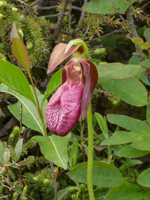 Cypripedium acaule (Pink Lady's-Slipper orchid)