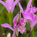 Arethusa bulbosa (Dragon's Mouth orchid) with last year's seed capsule