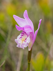 Arethusa bulbosa (Dragon's Mouth orchid)