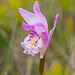 Arethusa bulbosa (Dragon's Mouth orchid)