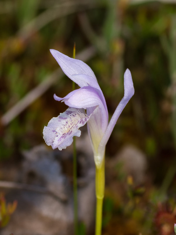 Arethusa bulbosa forma subcaerulea (Dragon's Mouth ochid - lavender form)