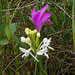 Platanthera blephariglottis (White fringed orchid) + Arethusa bulbosa (Dragon's Mouth orchid)