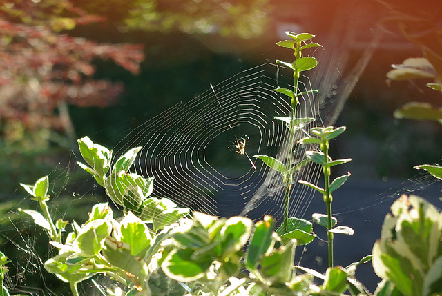 Spider web