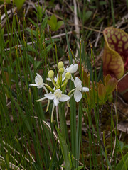 Platanthera blephariglottis (White fringed orchid) + Sarracenia purpurea (Purple pitcher plant)