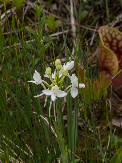 Platanthera blephariglottis (White fringed orchid) + Sarracenia purpurea (Purple pitcher plant) Platanthera blephariglottis (White fringed orchid) + Sarracenia purpurea (Purple pitcher plant)