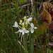 Platanthera blephariglottis (White fringed orchid) + Sarracenia purpurea (Purple pitcher plant)