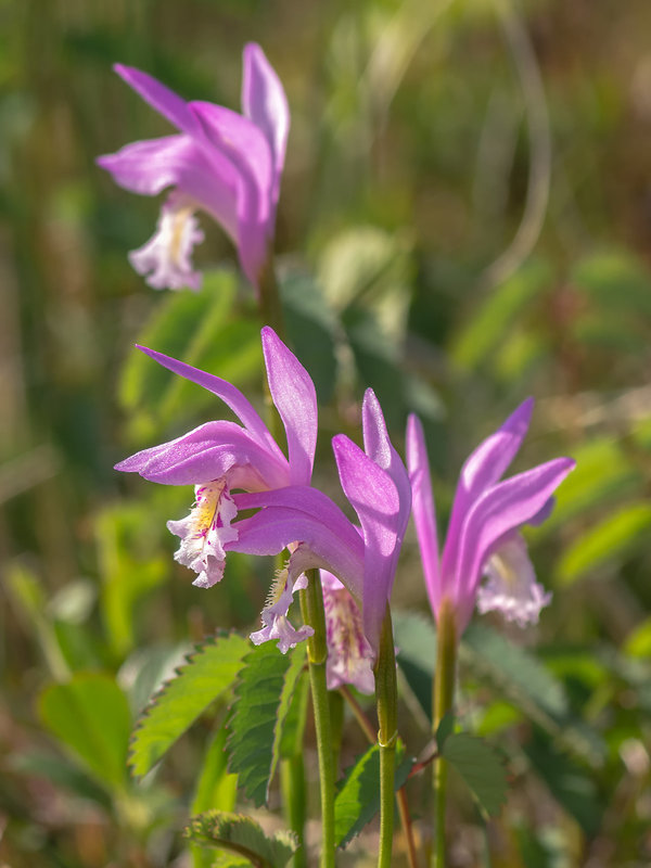 Arethusa bulbosa (Dragon's Mouth orchid)