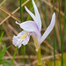 Arethusa bulbosa forma subcaerulea (Dragon's Mouth orchid) lavender form