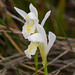 Arethusa bulbosa forma albiflora (Dragon's Mouth orchid - white form)