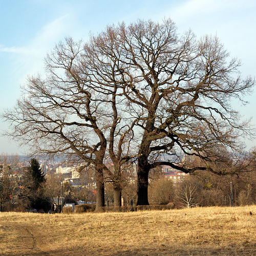 Moreau-Denkmal mit den drei 200 Jahre alten Eichen.