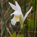 Arethusa bulbosa forma albiflora (Dragon's Mouth orchid - white form)