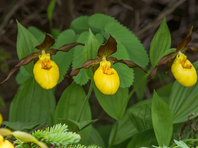 Cypripedium parviflorum var. makasin (?) (Large Yellow Lady's-Slipper orchid)