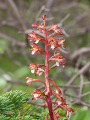 Corallorhiza maculata var. maculata (Spotted Corallroot orchid)