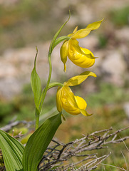 Cypripedium parviflorum var. pubescens forma planipetalum (Large Yellow Lady's-Slipper orchid) double flower