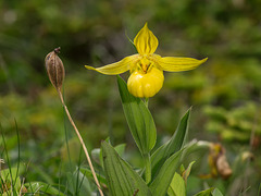 Cypripedium parviflorum var. pubescens forma planipetalum (Large Yellow Lady's-Slipper orchid)