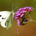female Large White Butterfly