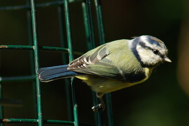 Blue tit