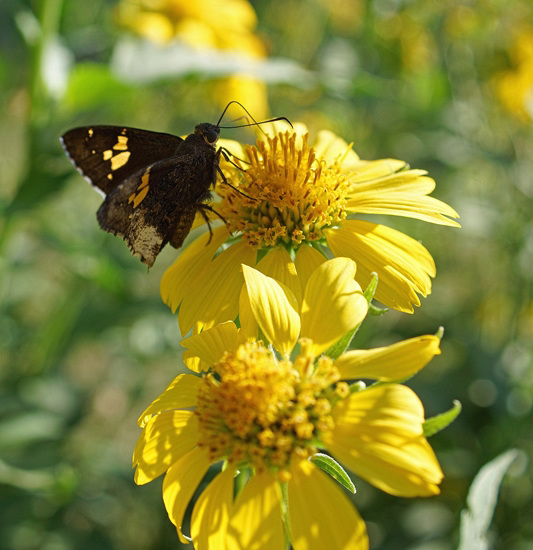 Hoary Edged Skipper  ( Achalarus lyciades)