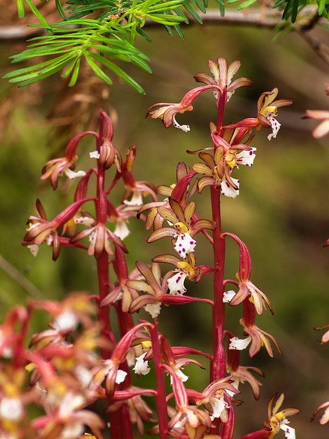 Corallorhiza maculata var. occidentalis (Summer Coralroot orchid)