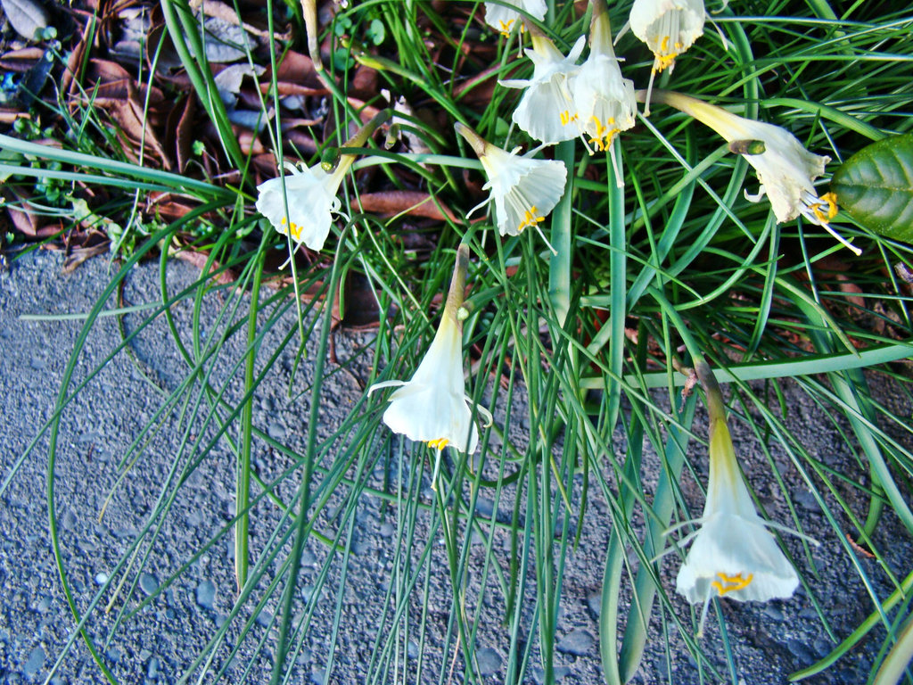 In Jim's garden