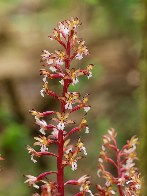 Corallorhiza maculata var. occidentalis (Summer Coralroot orchid)