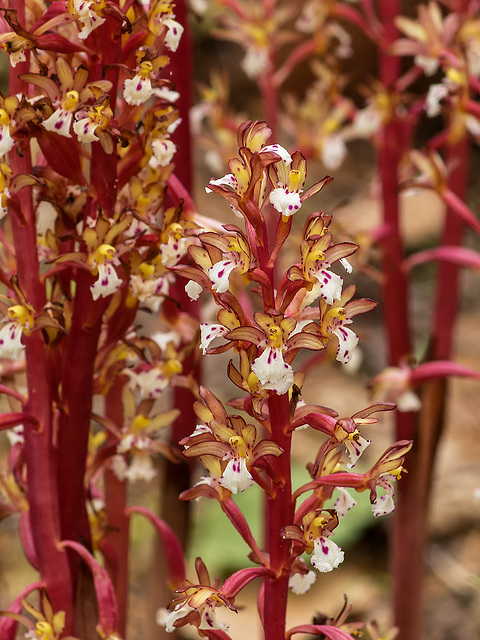 Corallorhiza maculata var. occidentalis (Summer Coralroot orchid)