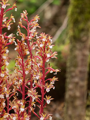 Corallorhiza maculata var. occidentalis (Summer Coralroot orchid)