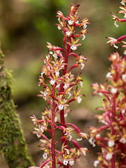 Corallorhiza maculata var. occidentalis (Summer Coralroot orchid)